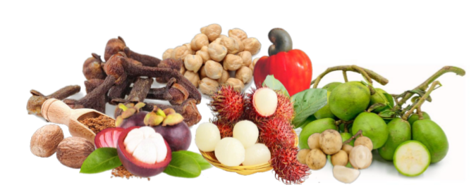 CENGKEH, MANGGIS, KEMIRI, KEDONDONG, DUKU, PALA, RAMBUTAN & JAMBU METE