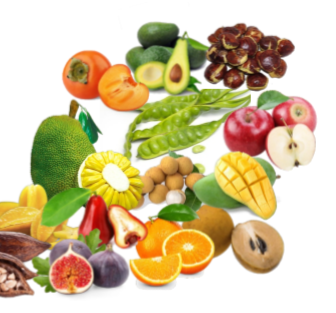 COKLAT, JERUK, BELIMBING, NANGKA, LENGKENG, APEL, MANGGA, ALPUKAT, SAWO, KESEMEK, JAMBU AIR, BUAH TIN, PETE & JENGKOL