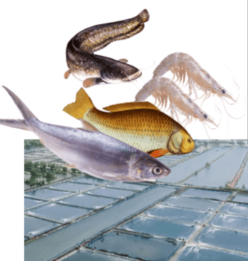 IKAN ATAU UDANG DI TAMBAK
