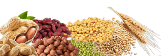 KACANG TANAH, KACANG KEDELAI, KACANG ROWAN, KACANG HIJAU, KACANG MERAH & GANDUM