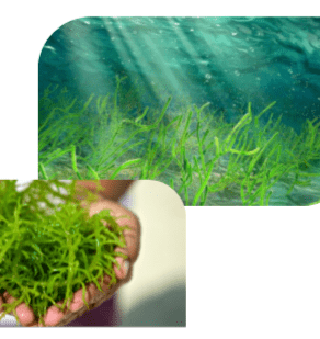 RUMPUT LAUT DI WADAH LAUT
