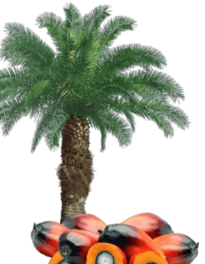 KELAPA SAWIT YANG SUDAH BESAR