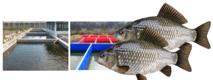 IKAN PADA KOLAM TERPAL DAN KOLAM BETON